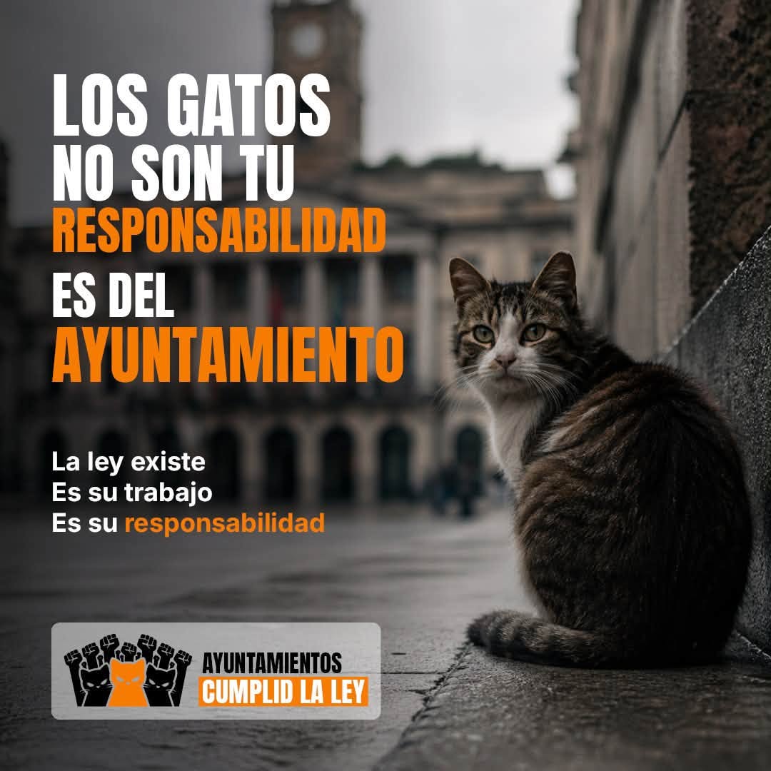 6 de septiembre | Movilización por las colonias felinas