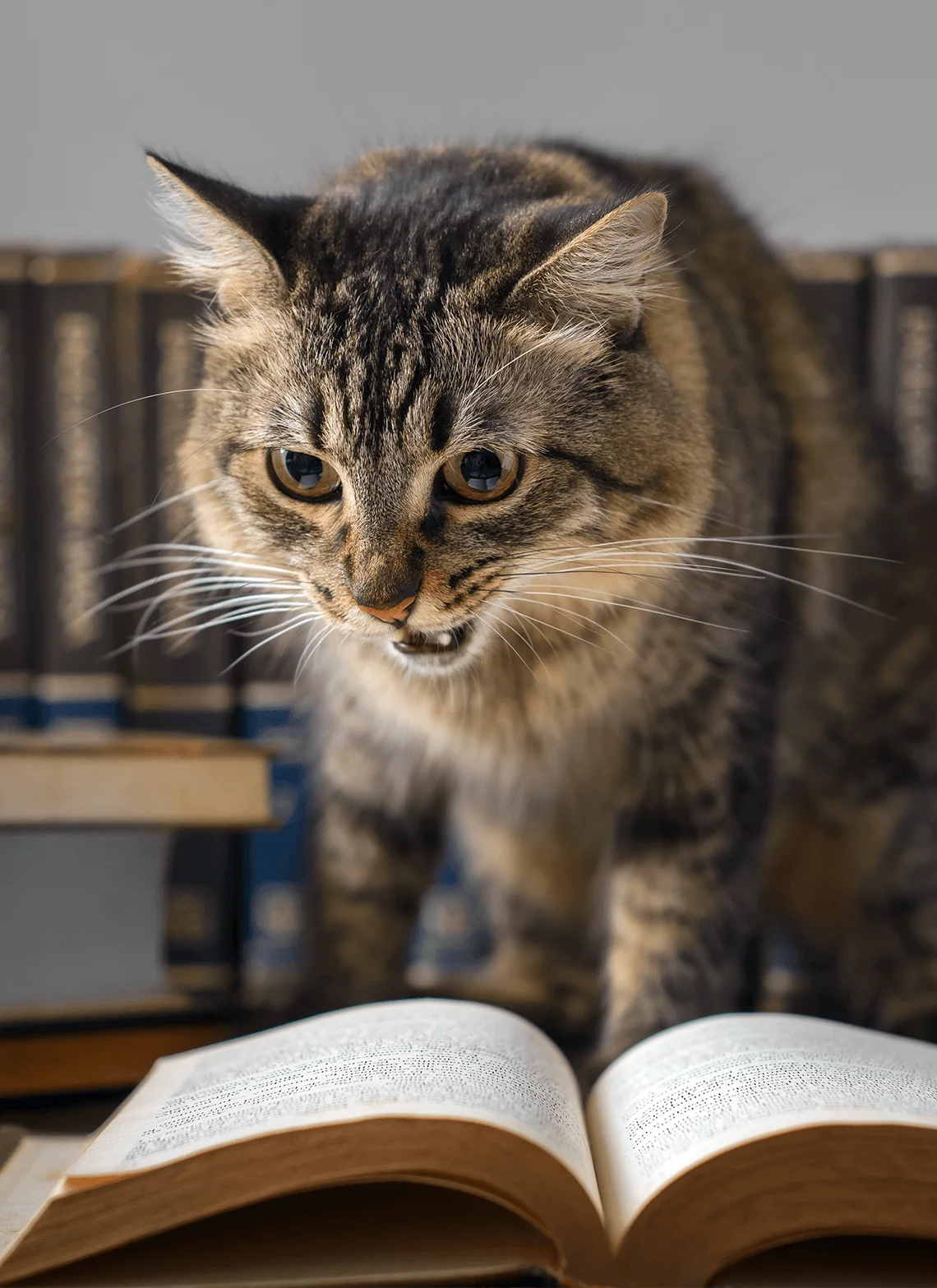 ARGOS León: Información